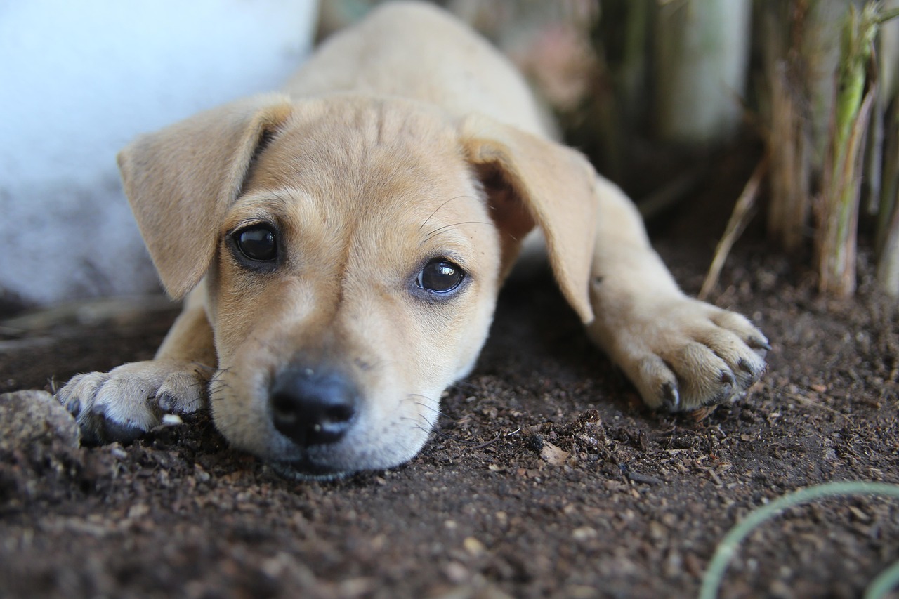 广东省狂犬疫苗价格解析