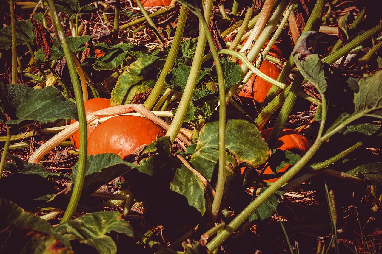 广东省变色龙，神秘而多彩的生物