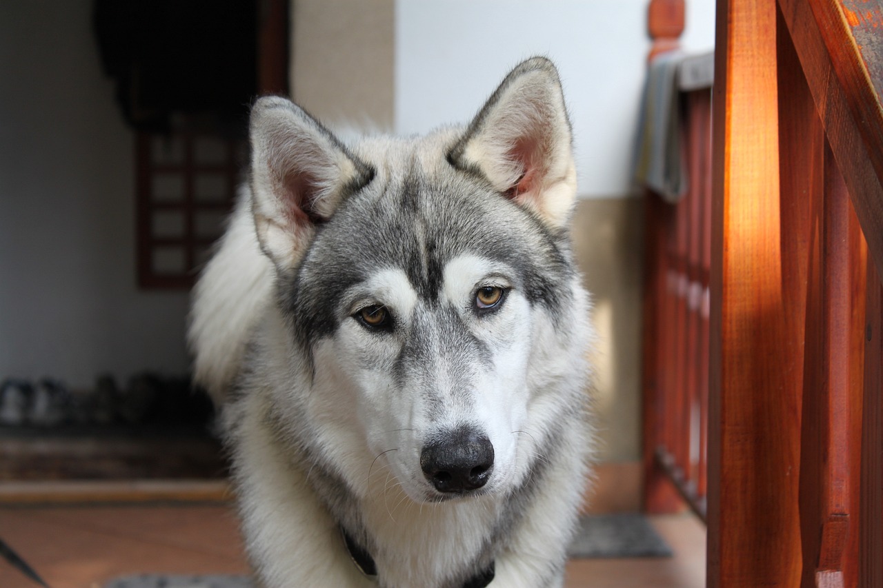 马犬成长之谜，哪个月长的最快？