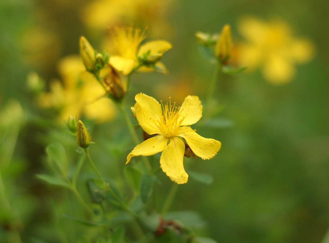 揭秘广东省的省花——木棉花